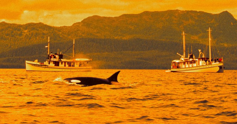 Orcas Are Apparently Attacking Boats Almost Every Day Now