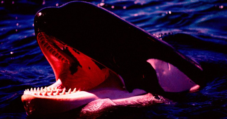 Furious Orcas Throw Around Yacht “Like a Ragdoll”