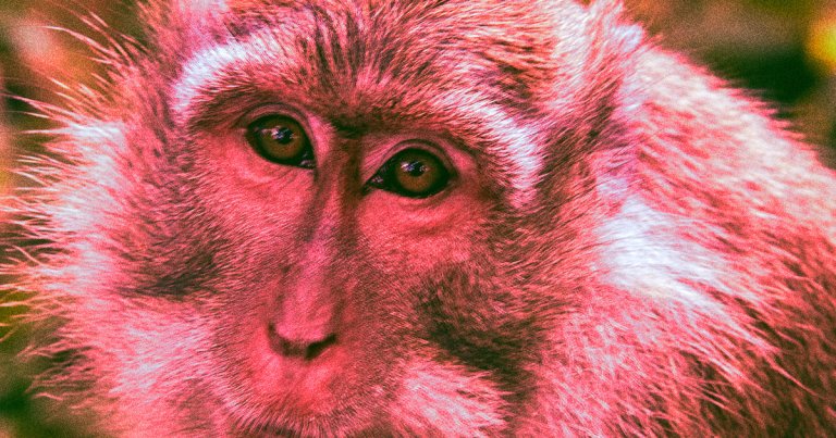 Klotho, a naturally-occurring protein that declines in mammals with age, can improve the cognitive function of aging rhesus monkeys.