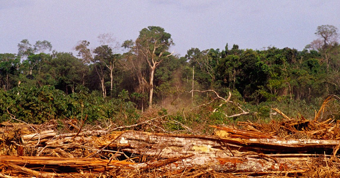 During the first six months of President Lula's time in office, the area of deforested land in the Amazon has dropped by 33 percent.
