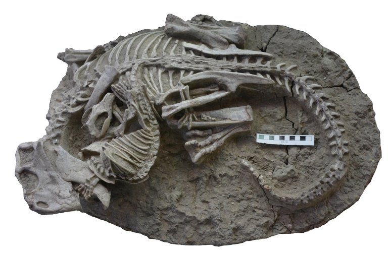 An incredible fossil depicts a mammal locked in battle with a dinosaur — a scene so unique, they did extra legwork to make sure it was real.
