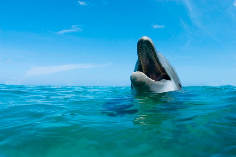 A dolphin recently attacked a man swimming off a beach in Japan, biting his hands and breaking his ribs in a shocking case of aggression.