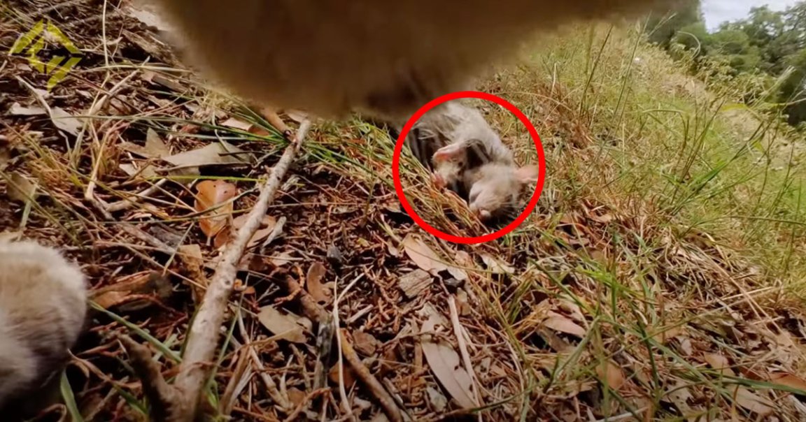 Jake Watson, producer at the popular YouTube channel Corridor Crew, strapped a tiny action camera to his cat, which spotted a rat right away.