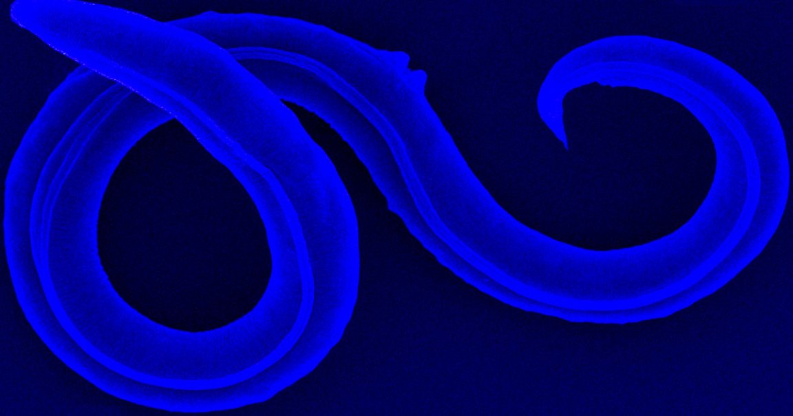Researchers have successfully reanimated the bodies of 46,000-year-old microscopic roundworms they found frozen in the Siberian permafrost.