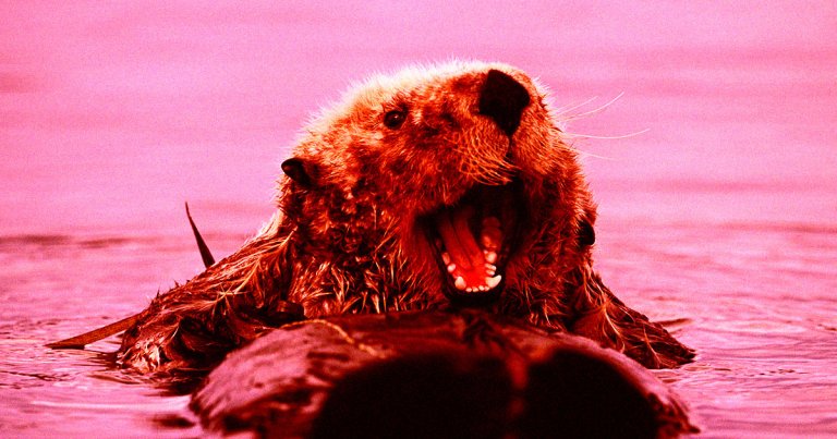 A notorious female sea otter has garnered a reputation for harassing surfers in Santa Cruz, California — and even jacking their surfboards.