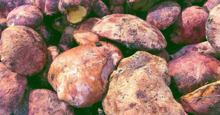 On a recent trip to Beijing, US Treasury Secretary Janet Yellen feasted on Chinese wild mushrooms that are known to be hallucinogenic.