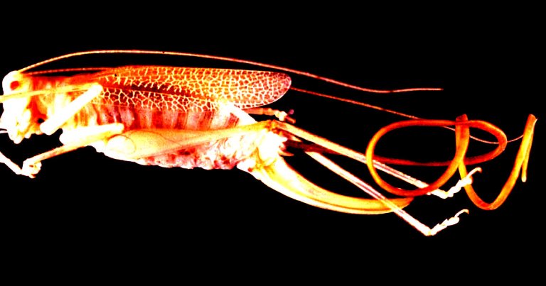 We know that parasitic worms called hairworms can "mind control" their host. But as it turns out, they're also missing huge amounts of genes.