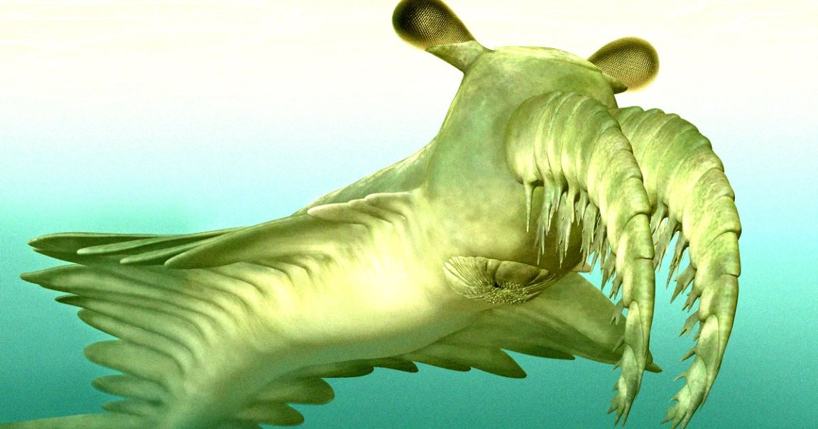 A new study offers new evidence that Anomalocaris canadensis, an ancient ocean predator, was too weak to hunt and crush trilobites.