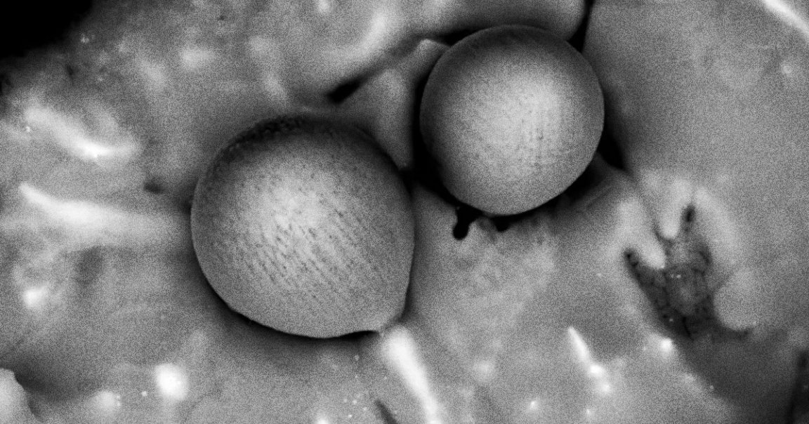 Avi Loeb, Harvard's premiere alien hunter, has become the first person to ever analyze an object from outside of our Solar System.