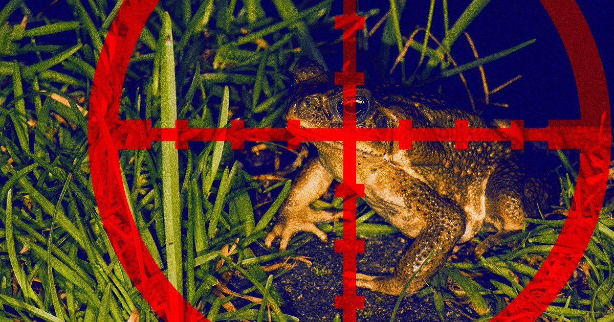 Toad Attack Examples Florida Man Shoots 100 Poisonous Toads