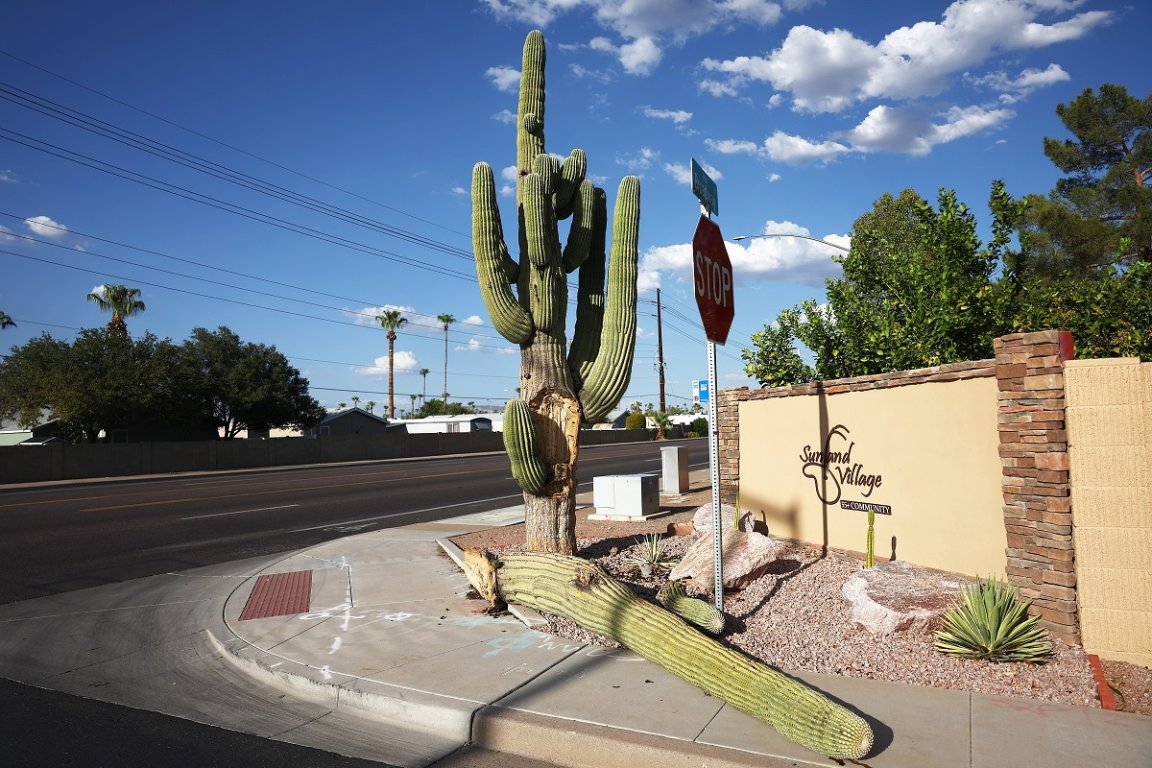 The record shattering high temperatures has proven to be too much for even seasoned desert-dwelling saguaro cactuses.