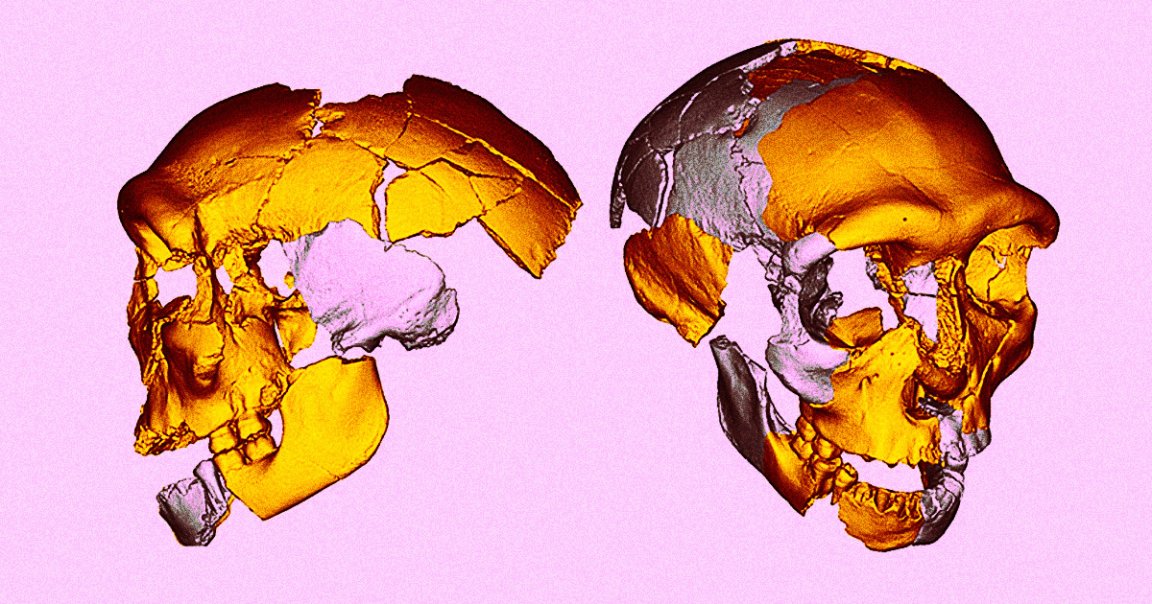 Scientists have found and analyzed an ancient skull that, while human-like, does not appear to belong to our branch of Homo sapiens.