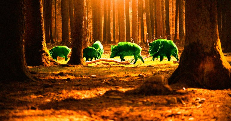 Research suggests wild boars in Germany have become contaminated with radioactive fallout that dates back to the Cold War.
