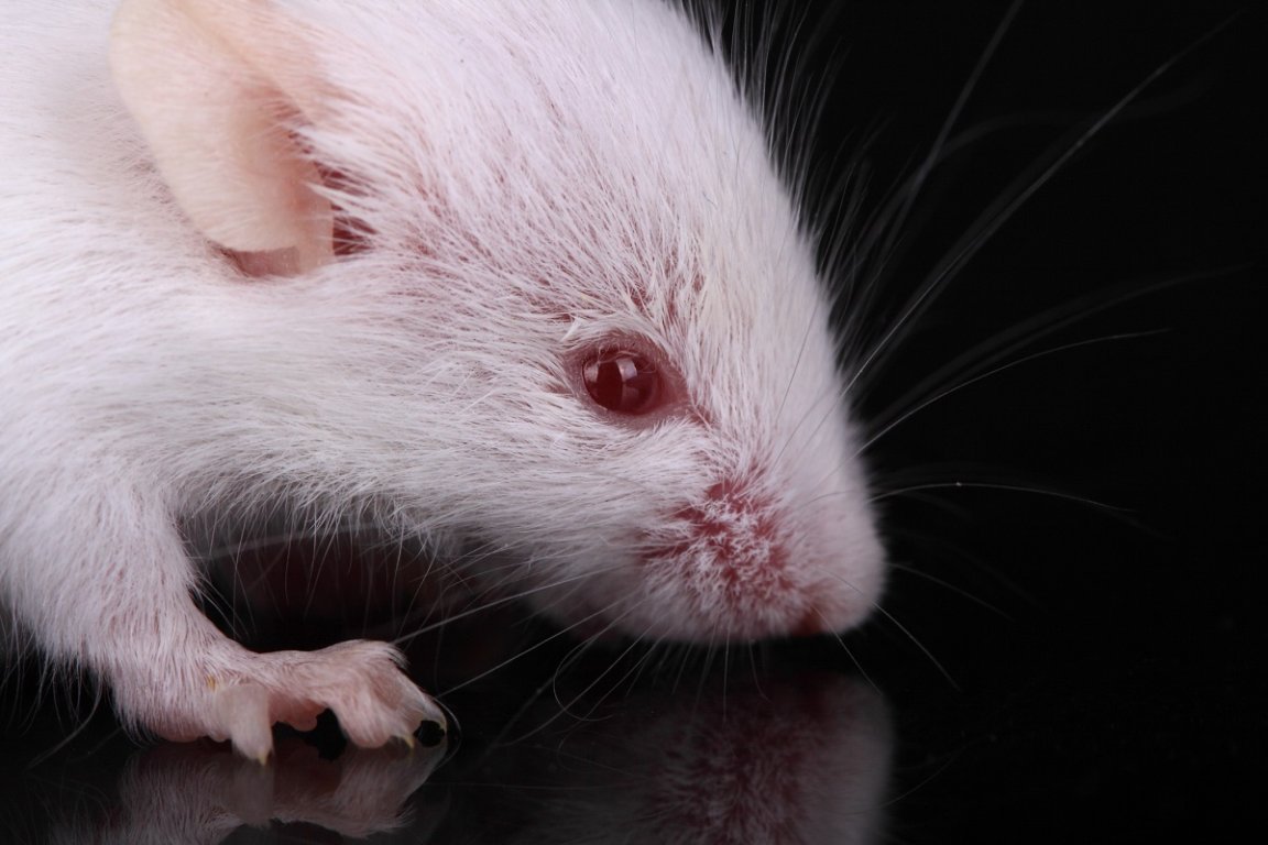 A new study found that "acute exposure" to microplastics causes dementia-like symptoms in mice, in addition to other behavioral shifts.