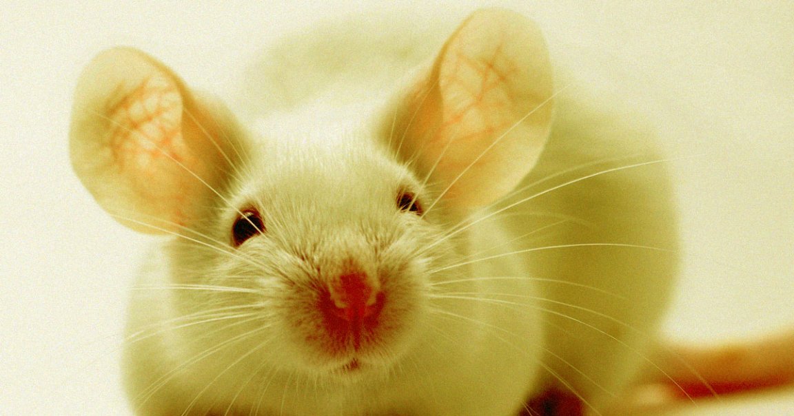 By activating a defective gene in mice, the researchers were able to restore their hearing to almost normal levels.