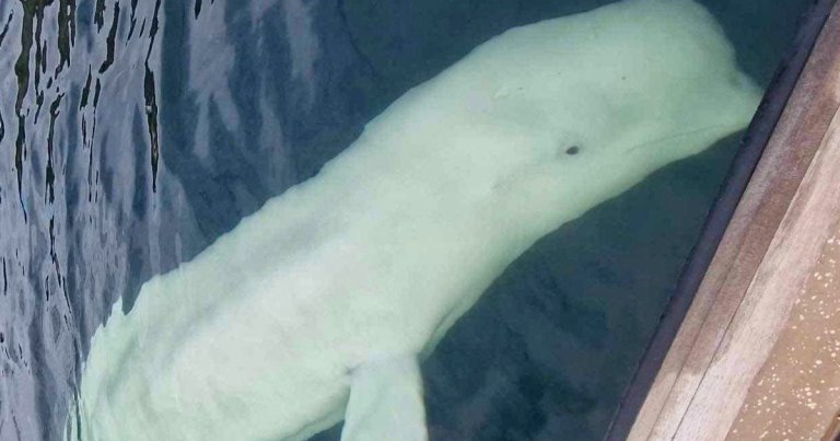A friendly beluga whale who has been suspected of being a Russian spy is looking downright skinny in a recent photo compared to a 2019 image.