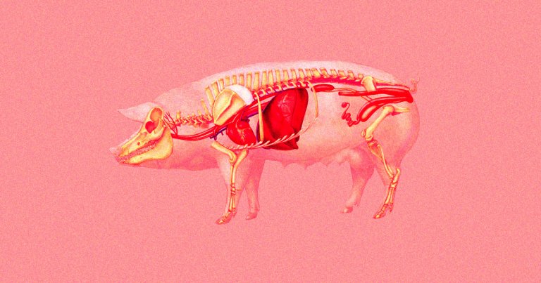 A pig kidney has continued to function inside of a human body for roughly two months, the longest documented instance of such a procedure.
