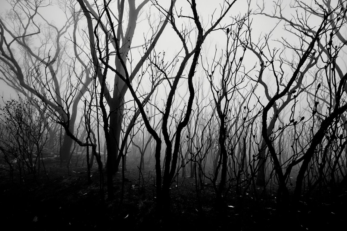 Genomic research suggests that less than 1,300 human ancestors survived this unknown catastrophe for some 117,000 years.