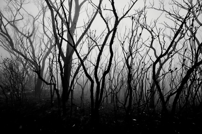 Genomic research suggests that less than 1,300 human ancestors survived this unknown catastrophe for some 117,000 years.