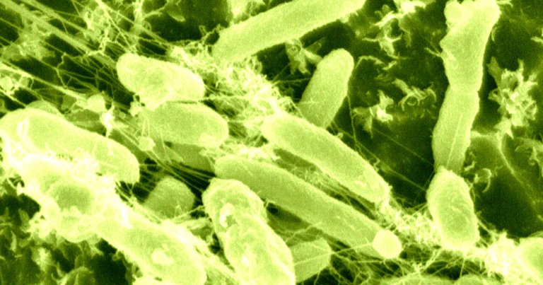 Scientists Intrigued by Bacteria That Devour Waste Plastic