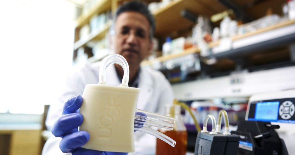 Scientists Intrigued by Bionic Kidney That Survives Inside Pig
