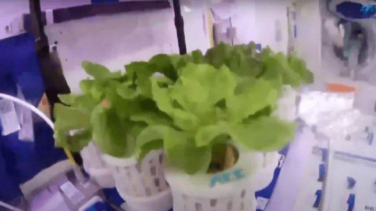 Bolstering future deep space ambitions, Chinese astronauts aboard the Tiangong space station showed off their space-cultivated veggies.
