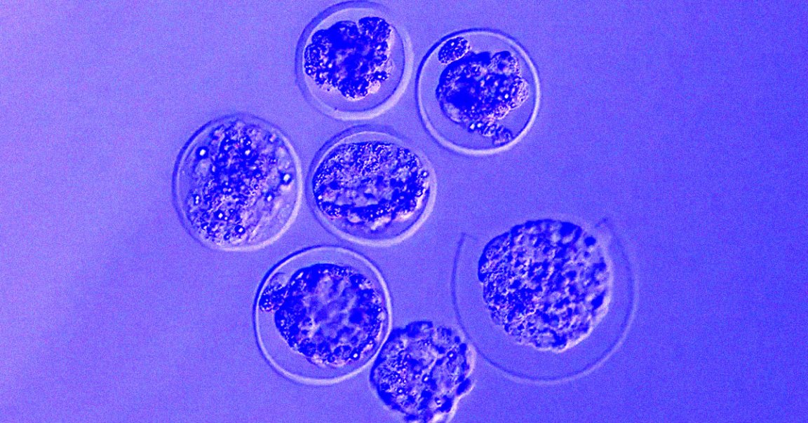 Astronauts thawed frozen mouse embryos abroad the International Space Station and were able to grow them normally.