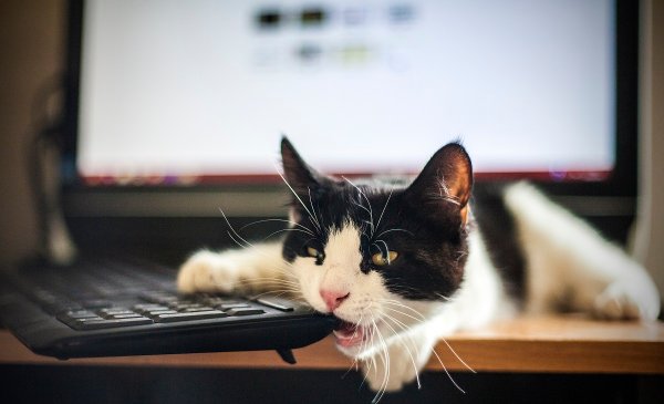 VA Department Staffer Blames Cat Jumping on Keyboard for Server Outage