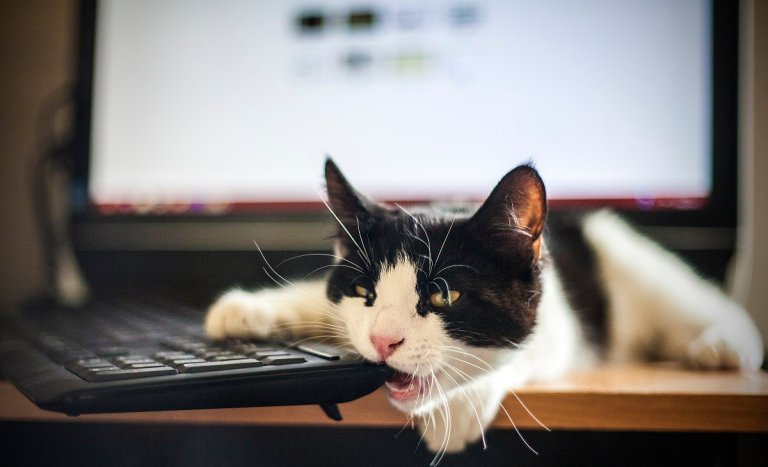 A cat is said to have jumped on a VA technician's keyboard, deleting a trove of US government-held medical data.