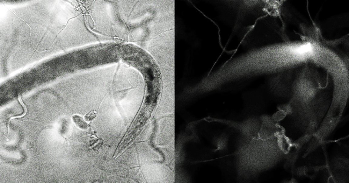 This so-called nematode trapping fungus is a crafty, efficient killer that will quickly switch from prey to predator once it senses a worm.