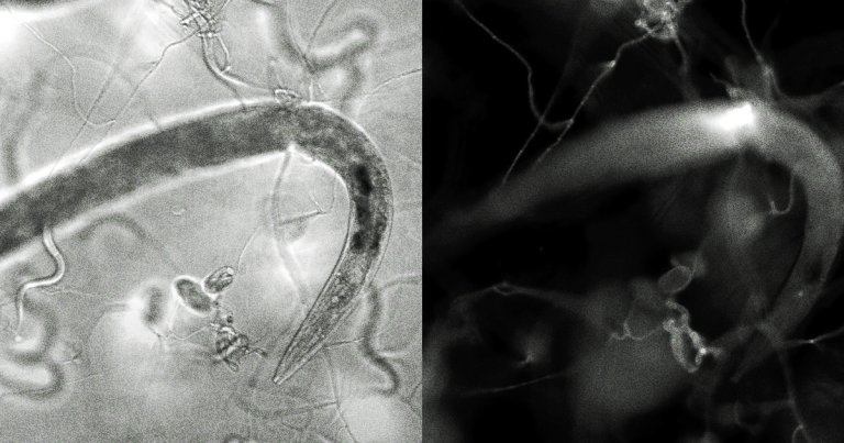 This so-called nematode trapping fungus is a crafty, efficient killer that will quickly switch from prey to predator once it senses a worm.