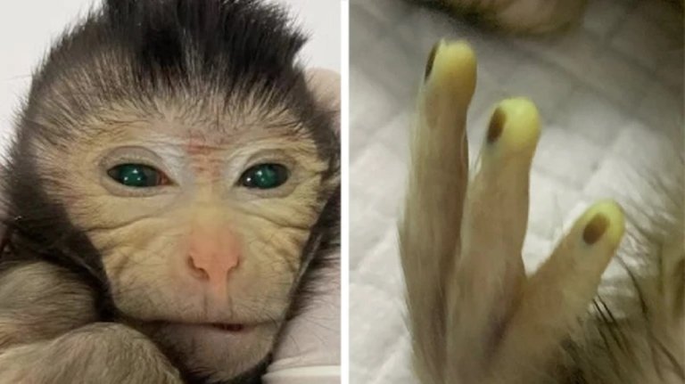 The lab-born primate, developed by Chinese scientists, made history as the world's first live-born "chimeric" monkey. And: he glowed! Green!
