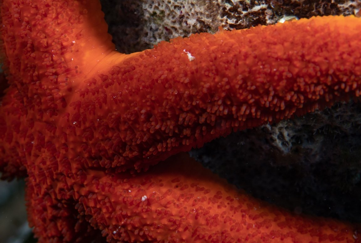 The mystery is settled: starfish don't have a head. They are a head — and their evolution may be even weird than once believed.