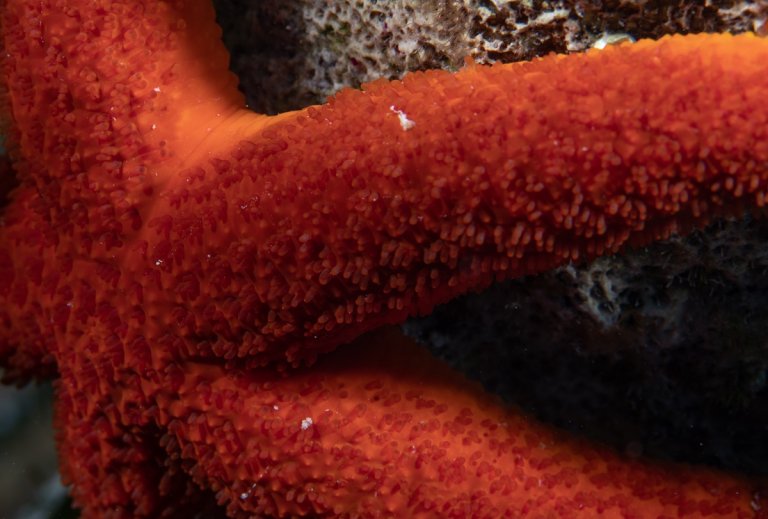 The mystery is settled: starfish don't have a head. They are a head — and their evolution may be even weird than once believed.