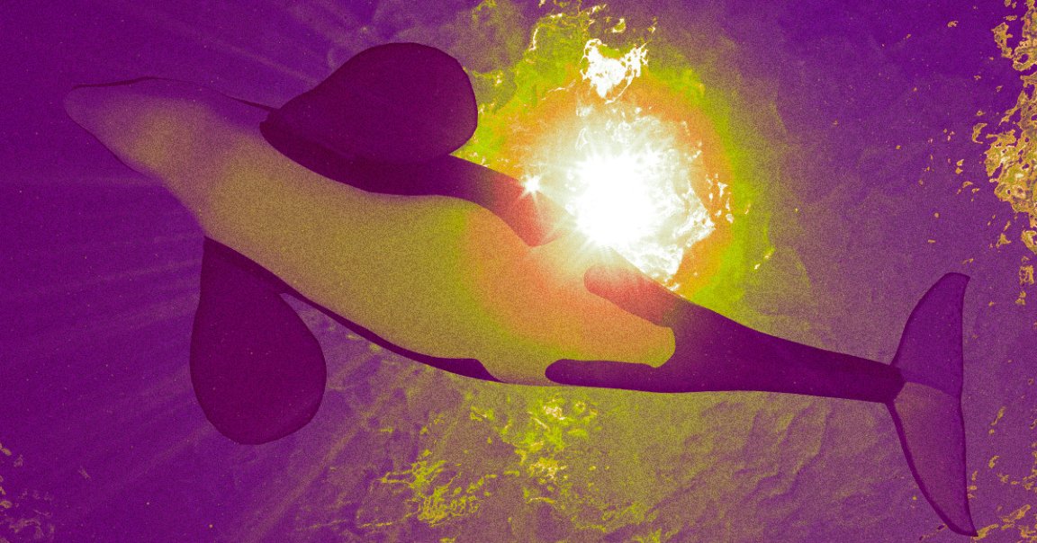 Two young orcas tried to save an approximately 35-year-old orca nicknamed Hunchy, who struggled to stay afloat.