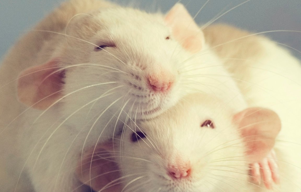 Scientists have unveiled a new anti-aging therapy made from the blood of young pigs that they claim actually reverses biological age in rats.