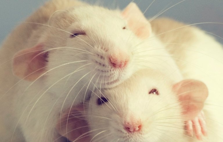 Scientists have unveiled a new anti-aging therapy made from the blood of young pigs that they claim actually reverses biological age in rats. 