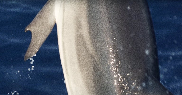 A dolphin has been spotted with thumb-like appendages on its flippers, because the world apparently isn't weird enough as is.