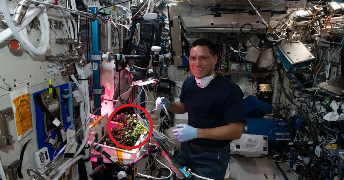 NASA astronaut Frank Rubio was accused of eating a tiny tomato that was grown on board the space station. It has now been found.