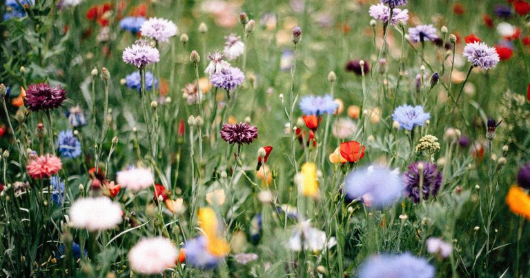Researchers have found that wildflowers in a patch of farm meadow in the Paris region have turned to self-fertilization due to fewer insects.