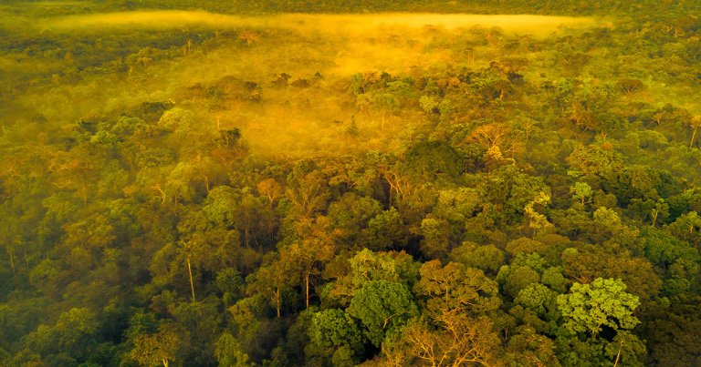 The vast network of ancient earthworks in the Amazon, including roads, canals, and cities, are believed to be over 2,000 years old.