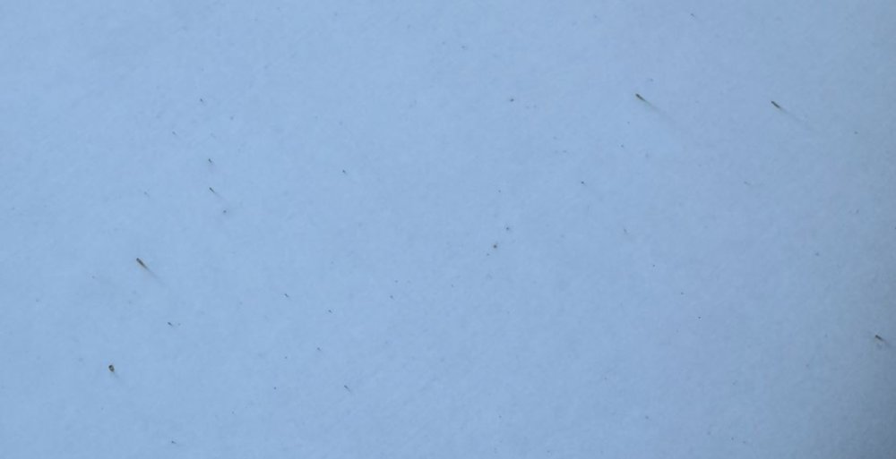 A photo showing marks on the body panel of a Cybertruck