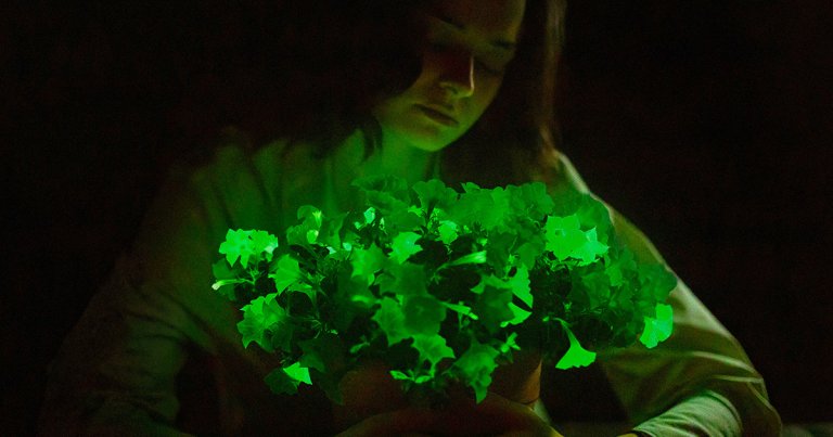 Talk about a glow up. Bioluminescent houseplants are now a thing, and they're gonna put those old Chia Pets to shame.