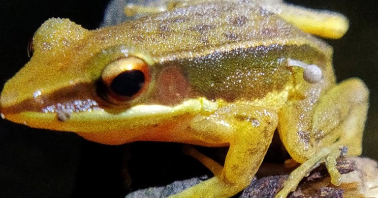 When going on a nature walk, an Indian scientist discovered something astounding — a frog that seemed to have a mushroom growing out of it.