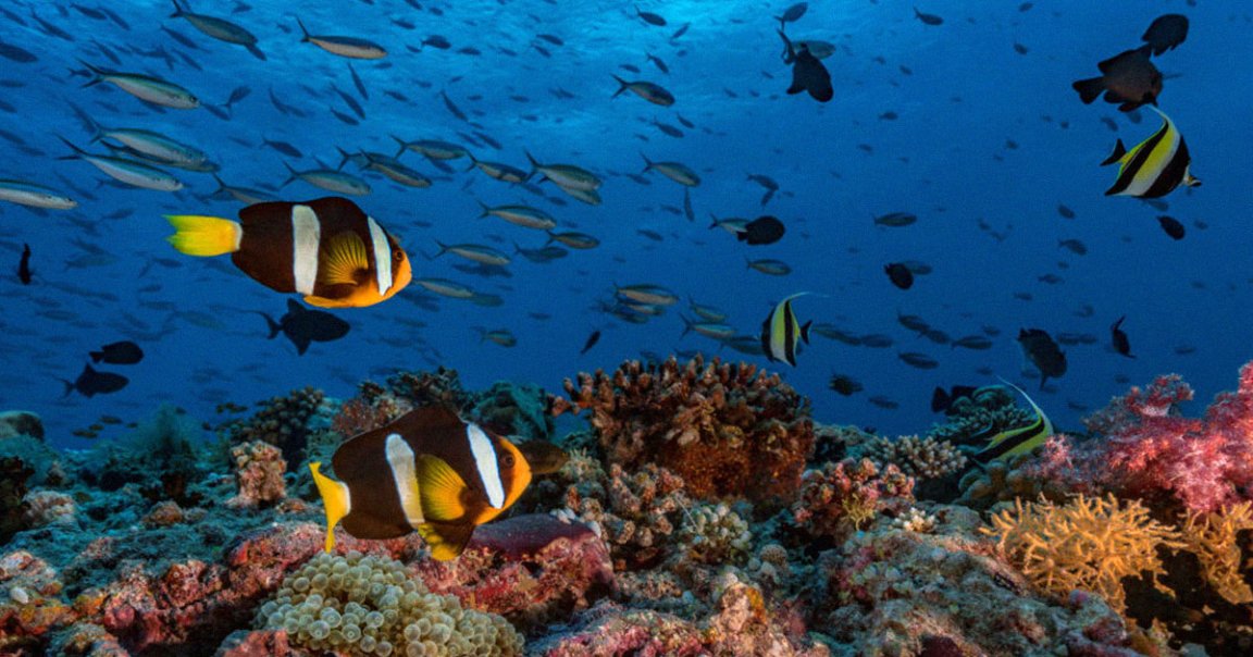 Researchers have found that playing happy coral reef sounds through underwater speakers could allow sad coral reefs to come back to life.