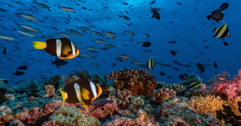 Researchers have found that playing happy coral reef sounds through underwater speakers could allow sad coral reefs to come back to life.