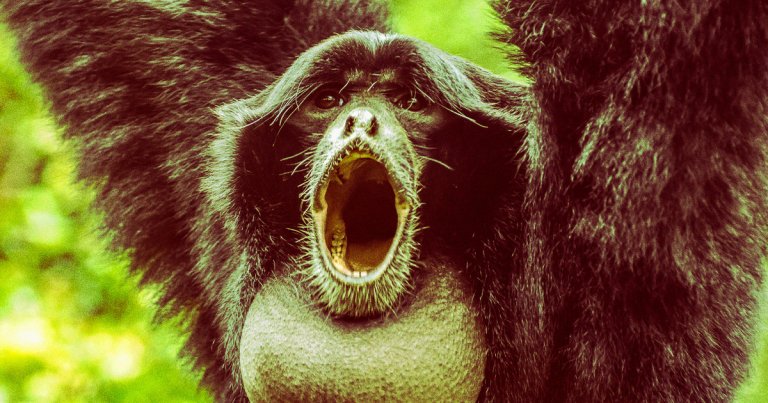 After a rare captivity birth, a family of endangered siamang gibbons were "heard singing together" to celebrate the new arrival.