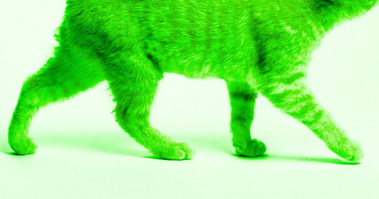 Officials in Japan are on the lookout for a cat that fell into a vat of toxic chemicals and are warning residents not to touch it.