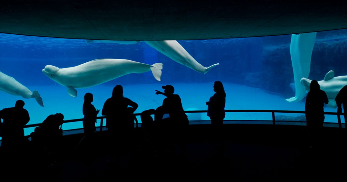 Two beluga whales have died at Niagara Falls tourist attraction Marineland this month, raising the total number of whale deaths to 17.