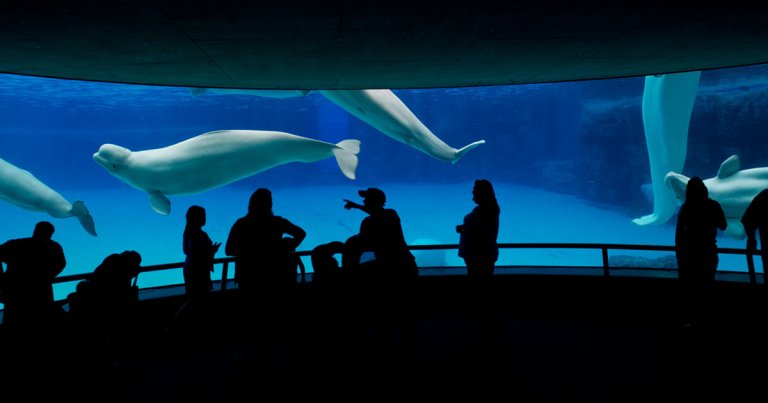 Two beluga whales have died at Niagara Falls tourist attraction Marineland this month, raising the total number of whale deaths to 17.